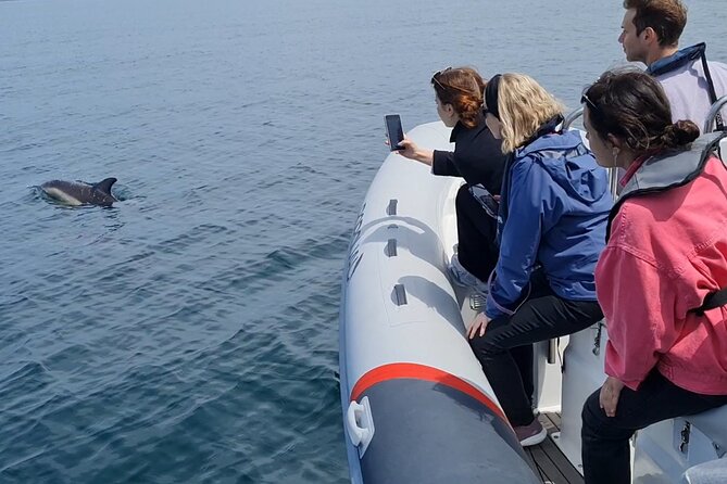 Meet the Lisbon Dolphins - Dolphin Watching in Lisbon - Understanding the price and the real value