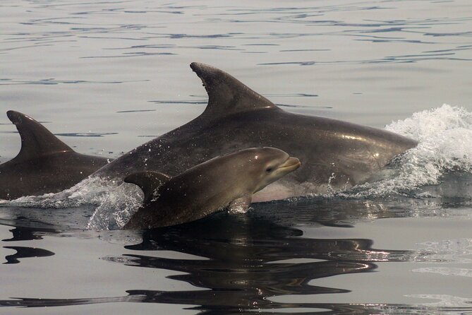 Meet the Lisbon Dolphins - Dolphin Watching in Lisbon - Who will enjoy this trip most