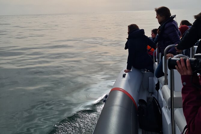 Meet the Lisbon Dolphins - Dolphin Watching in Lisbon - Should you book Lisbon Dolphins?