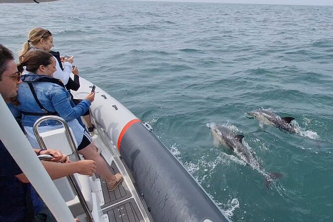 Meet the Lisbon Dolphins - Dolphin Watching in Lisbon - Searching the Tagus before heading into the Atlantic