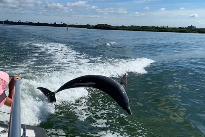 Mega Bite Dolphin Tour Boat in Clearwater Beach - Price, parking, and timing