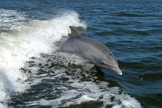 Mega Bite Dolphin Tour Boat in Clearwater Beach - Why the dolphin wake matters