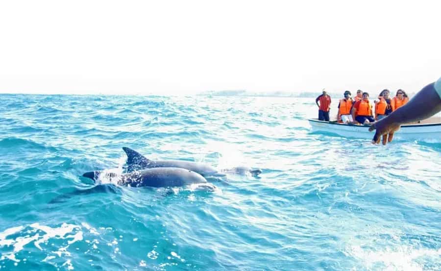 Miami: Key West Dolphin Watch or Snorkel Boat with pickup - What the $63 price really covers