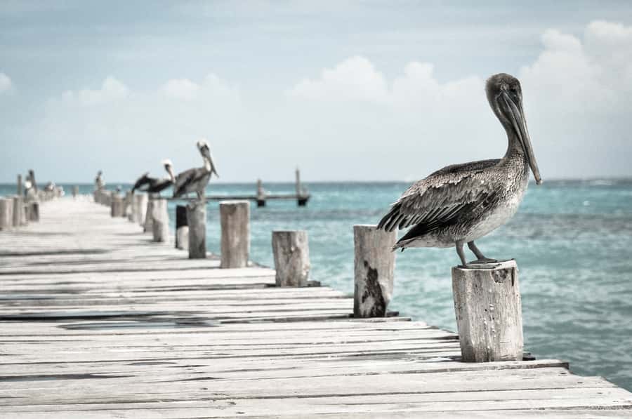 Miami: Key West Dolphin Watch or Snorkel Boat with pickup - Dolphin watch: exciting, but never guaranteed