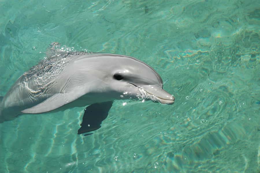 Miami: Key West Dolphin Watch or Snorkel Boat with pickup - The 90-minute glass-bottom boat choice
