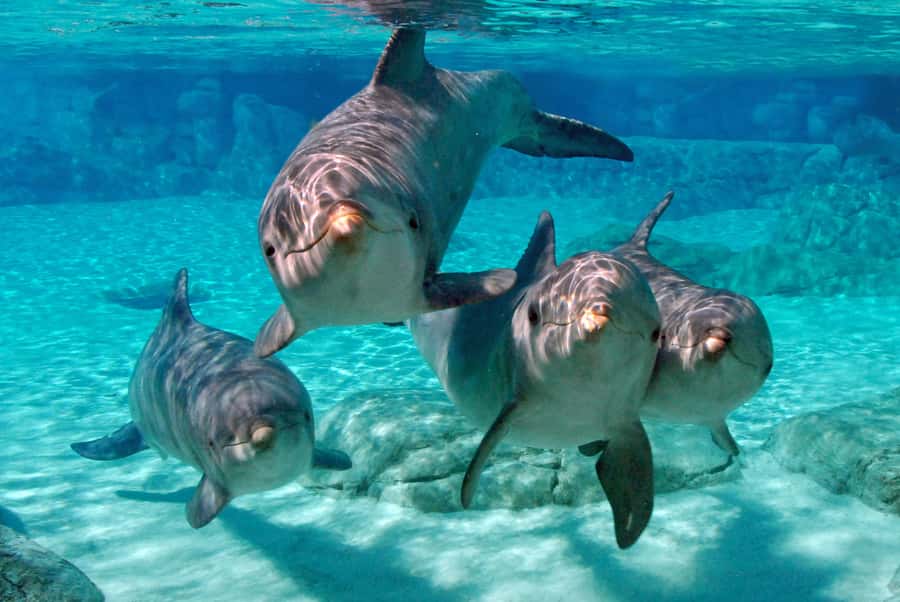 Miami: Key West Dolphin Watch or Snorkel Boat with pickup - Crew service makes the boat trips better