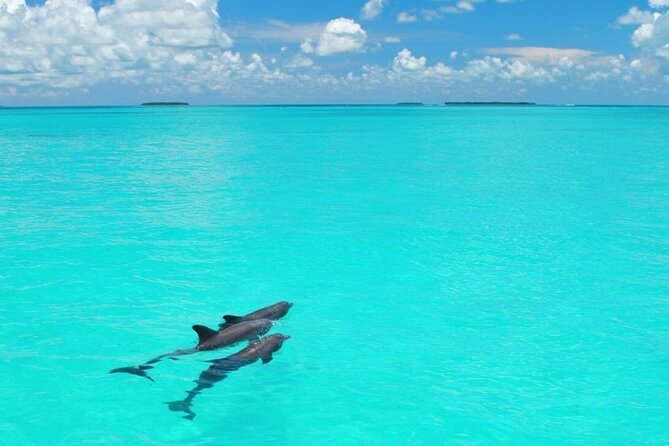 MIAMI: Key West Dolphin Watch Tour - What the $89.25 price really covers