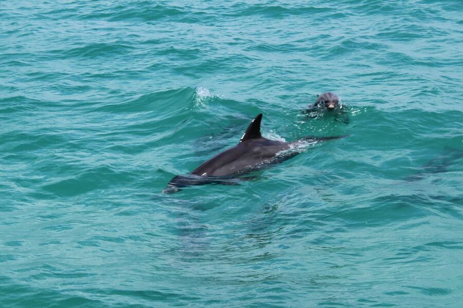Miami to Key West Shuttle: Dolphin, Snorkeling & More - How the price works in real life