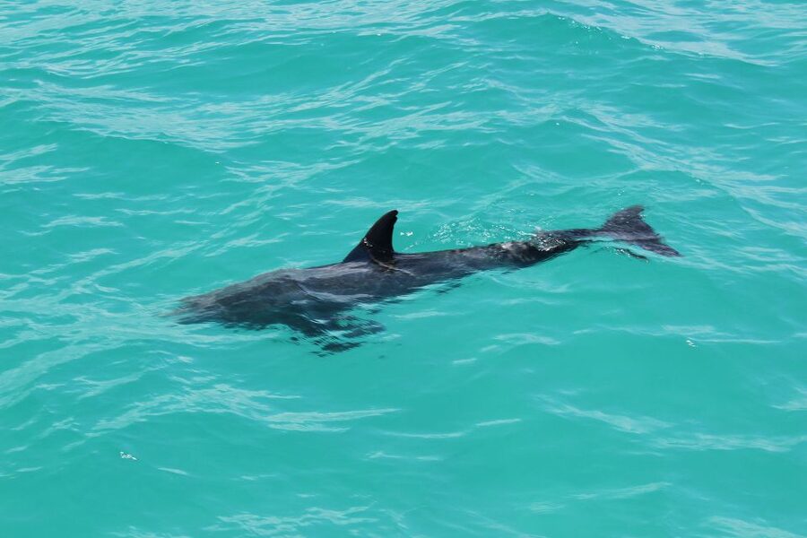 Miami to Key West Shuttle: Dolphin, Snorkeling & More - What to pack for this long day