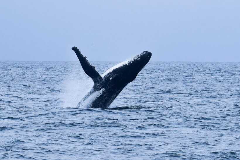 Mirissa: Whale & dolphin Watching Boat Tour with Breakfast - What three hours really means