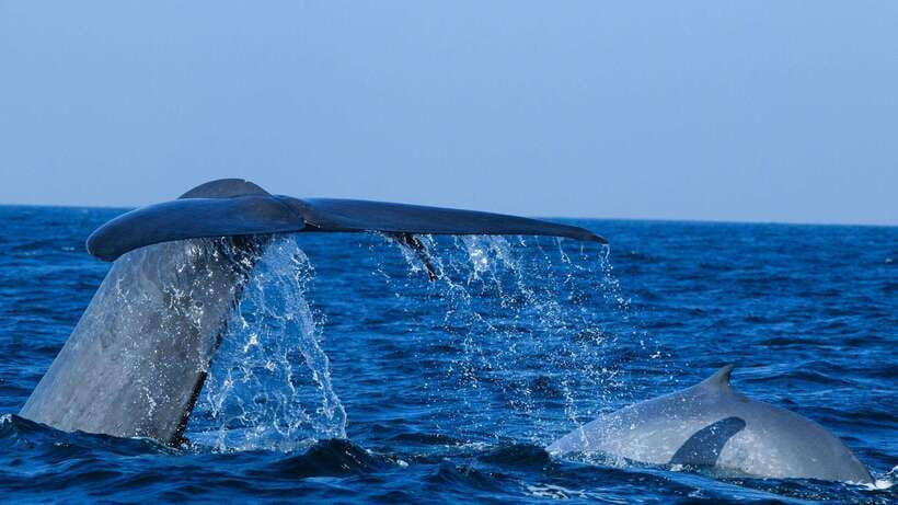 Mirissa: Whale & dolphin Watching Boat Tour with Breakfast - Breakfast on the way out