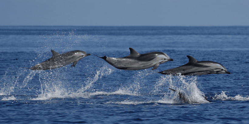 Mirissa: Whale & Dolphin Watching Cruise with Breakfast - An early start at Mirissa Fishery Harbour