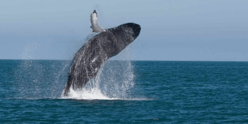 Mirissa: Whale & Dolphin Watching Cruise with Breakfast - What the large boat means for wildlife viewing