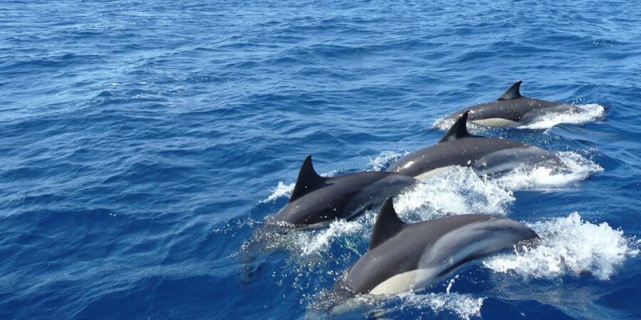 Mirissa: Whale & Dolphin Watching Cruise with Breakfast - Wildlife odds and the patience factor