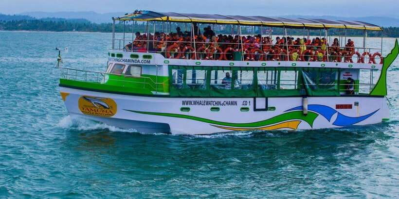 Mirissa: Whale & Dolphin Watching Cruise with Breakfast - What the $65 price covers