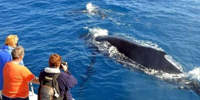 Mirissa: Whale & Dolphin Watching Cruise with Breakfast - Three hours searching the open Indian Ocean