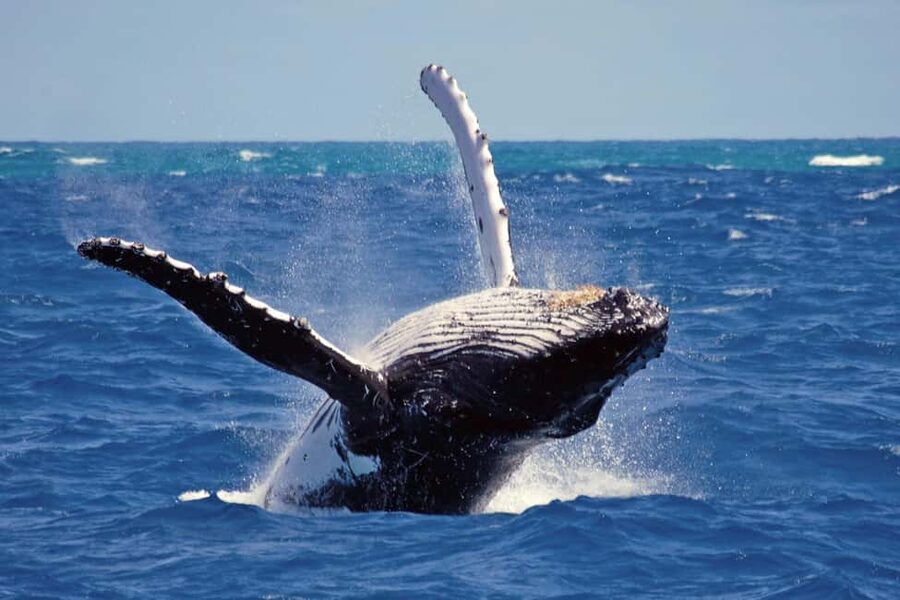 Mirissa: Whale & Dolphin Watching Trip with Private Transfer - Boarding at 7:00 AM in Mirissa