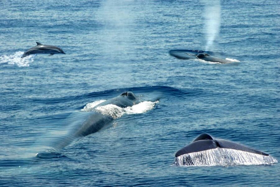 Mirissa: Whale & Dolphin Watching Trip with Private Transfer - Dolphins can save a whale-free day