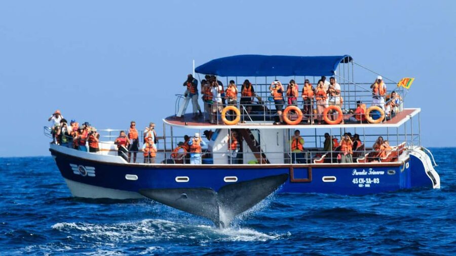 Mirissa: Whale & Dolphin Watching Trip with Private Transfer - Searching for blue whales and fin whales