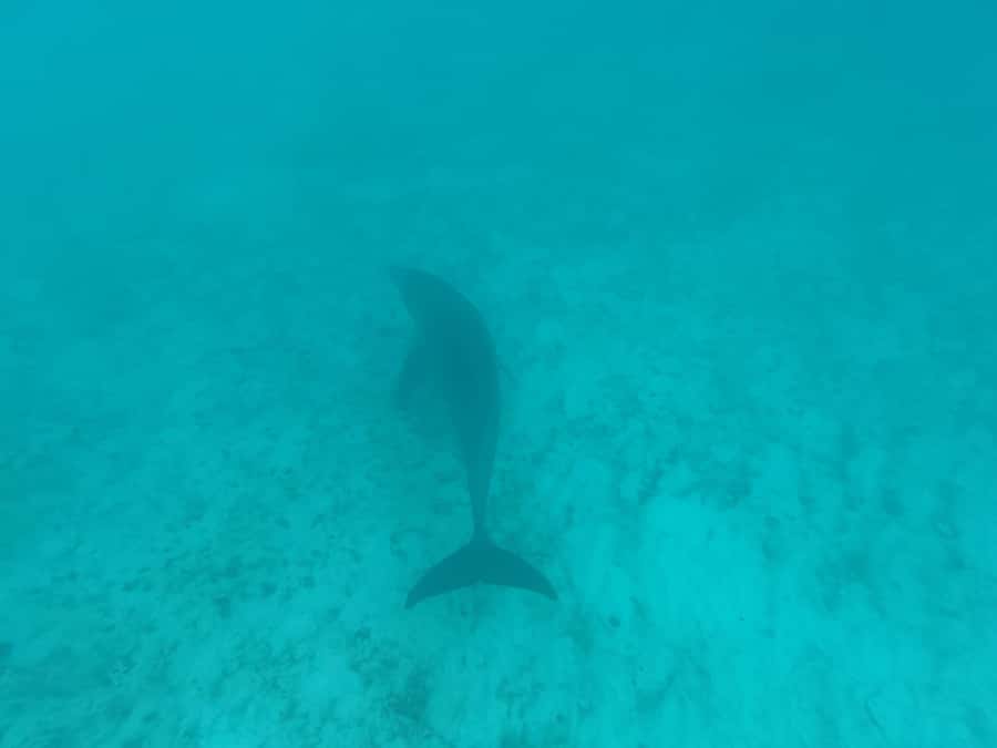 Mnemba dolphin & snorkel: from matemwe, pwani, kwingwa, Uroa - Crowds are part of Mnemba’s appeal and problem