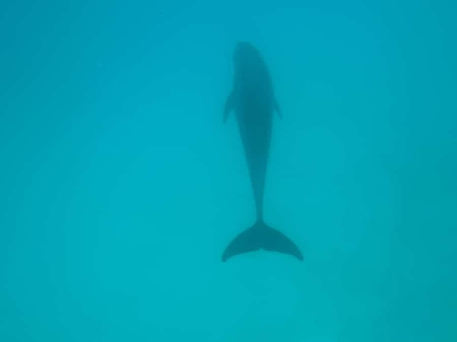 Mnemba dolphin & snorkel: from matemwe, pwani, kwingwa, Uroa - Booking advice for a smoother morning