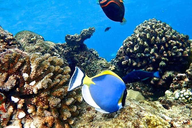 Mnemba Dolphin Tour, The Island Pongwe, Blue Lagoon, Starfish Tour, The Rock - Blue Lagoon at Michamvi: a second chance to snorkel