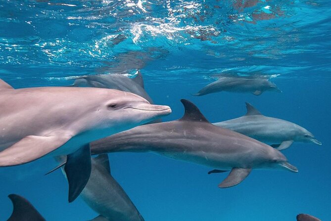 Mnemba Dolphin Tour, The Island Pongwe, Blue Lagoon, Starfish Tour, The Rock - What the $135 price really covers