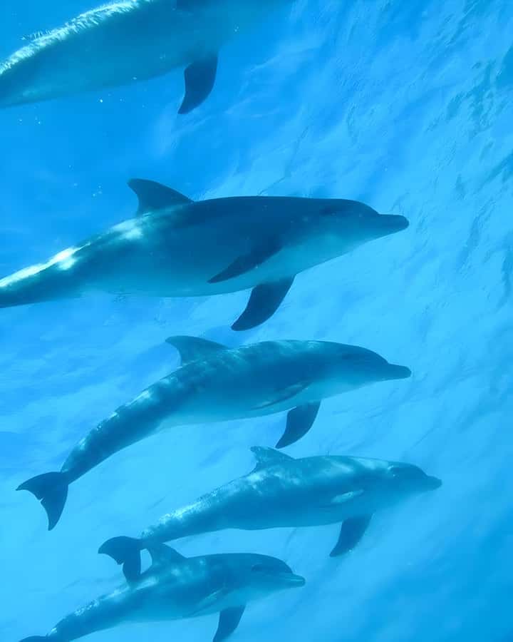 Mnemba Island: Dolphin Swim & Snorkeling with Optional Lunch - Key points to know before booking