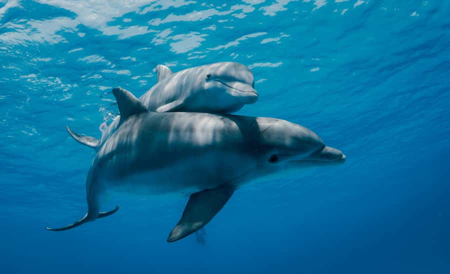 Mnemba Island: Dolphin Swim & Snorkeling with Optional Lunch - What this Mnemba Island trip is really like