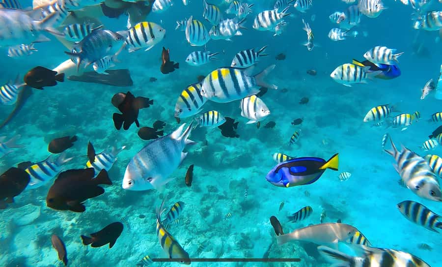 Mnemba Island: Dolphin Swim & Snorkeling with Optional Lunch - Searching for dolphins in open water