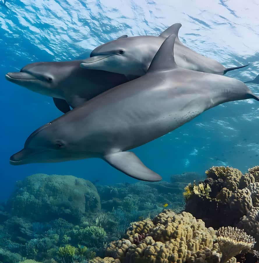 Mnemba Island: Dolphin Swim & Snorkeling with Optional Lunch - Fruit, sand, and the Mnemba view