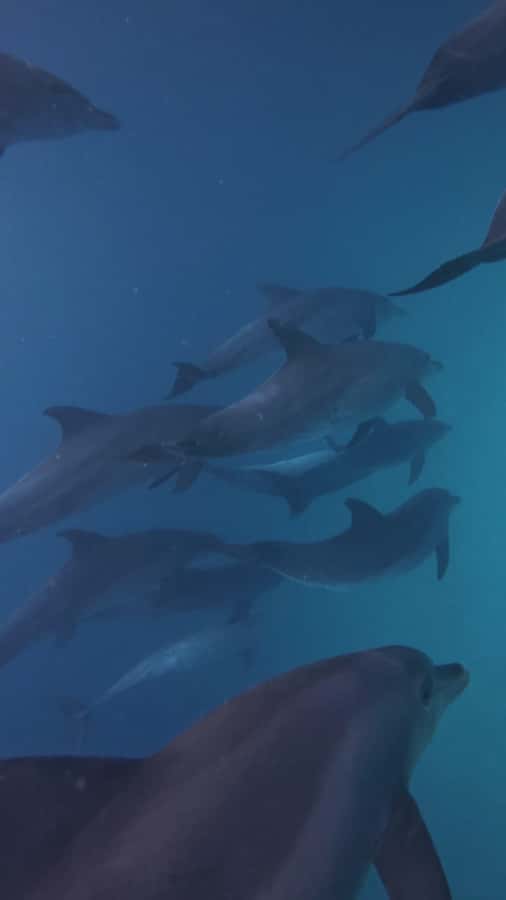 Mnemba Island: Dolphin Swim & Snorkeling with Optional Lunch - What the $21 price actually buys you
