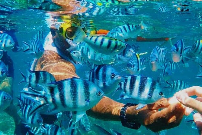 Mnemba Island Dolphin Tour and Stonetown Walking Tour - Four hours walking through Stone Town
