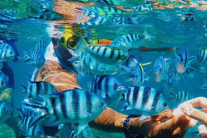 Mnemba Island Dolphin Tour and Stonetown Walking Tour - Who will enjoy this full-day pairing?