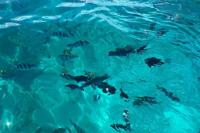 Mnemba Island Dolphin Tour and Stonetown Walking Tour - Booking details to check before departure
