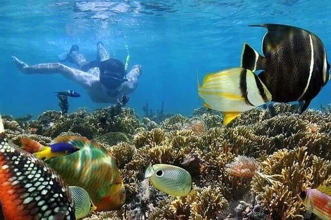 Mnemba Island Marine Safari Snorkeling and Dolphin Watching - Key points to know before booking
