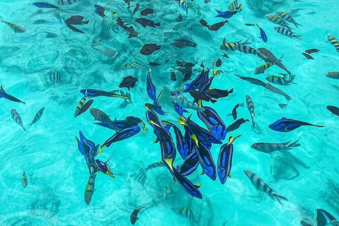 Mnemba Island Snorkeling and Dolphin tour - Dolphin watching with realistic expectations