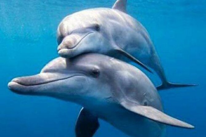 Mnemba Island Snorkeling and Dolphin tour - Sandbank time adds a welcome change of pace