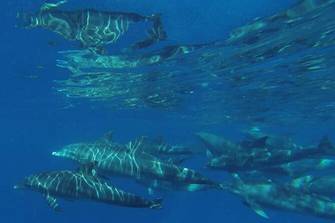 Mnemba Island snorkeling and Swimming with Dolphin - Guides, Boats, and the Feel of the Trip