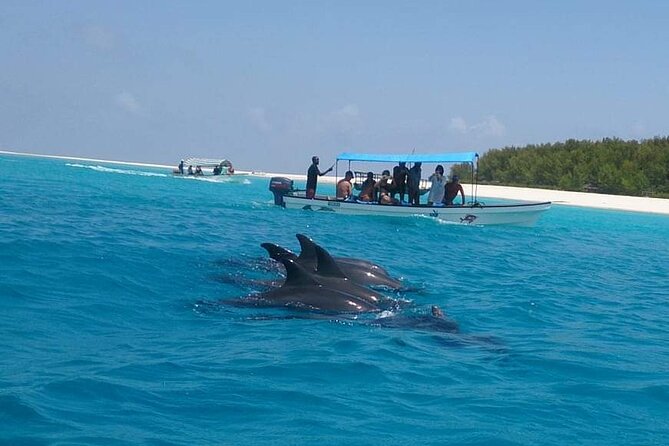 Mnemba Island snorkeling and Swimming with Dolphin - Is $55 Good Value?