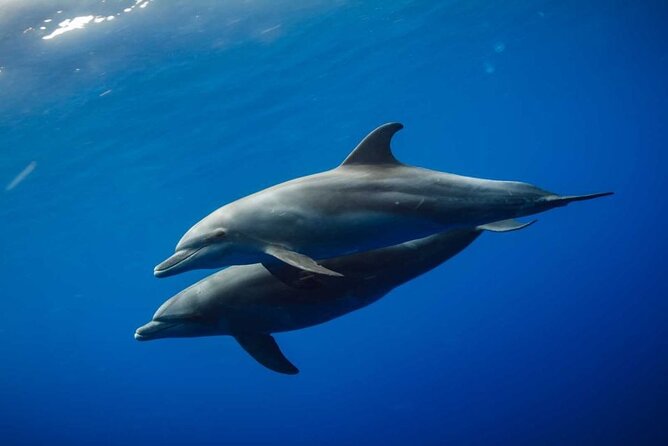Mnemba Island snorkeling and Swimming with Dolphin - Finding Dolphins in the Open Sea