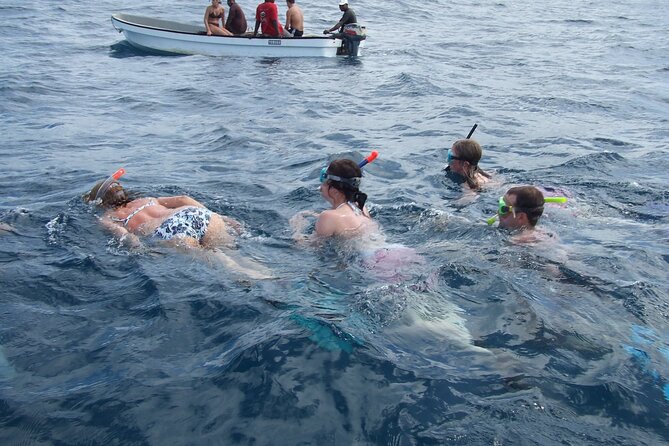 Mnemba Island Snorkeling and Swimming with Dolphins - What the Mnemba Island morning is really about