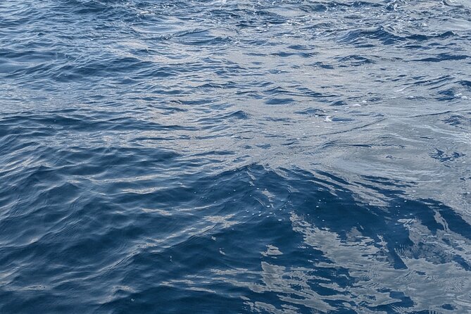 Mnemba Island Snorkeling and Swimming with Dolphins - What the $65 price includes