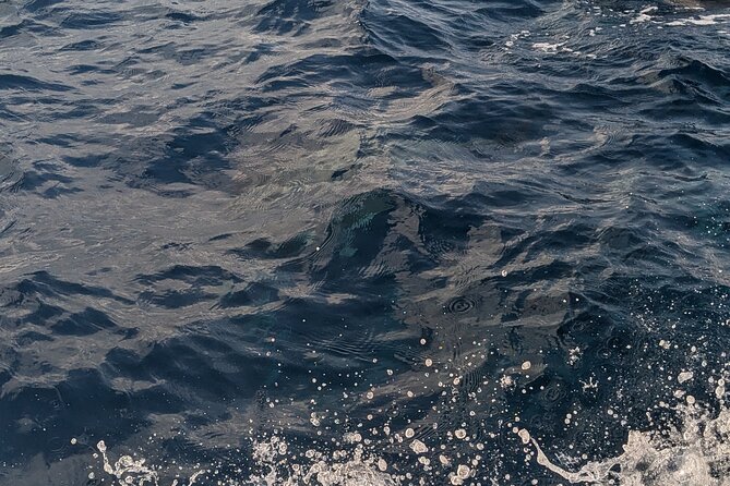 Mnemba Island Snorkeling and Swimming with Dolphins - Who will enjoy this Mnemba outing