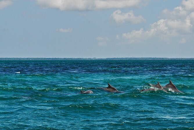 Mnemba Island Snorkeling and Swimming with Dolphins - Should you book this tour?