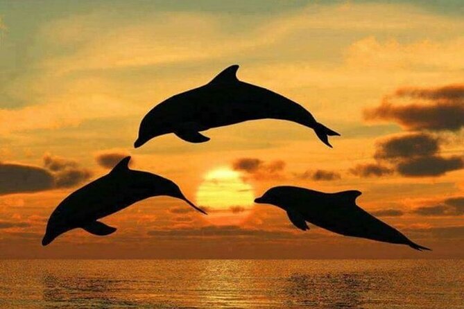 Mnemba Island Swim with Dolphins and Snorkeling (Sea food Lunch) - Why this Mnemba Island trip is worth considering