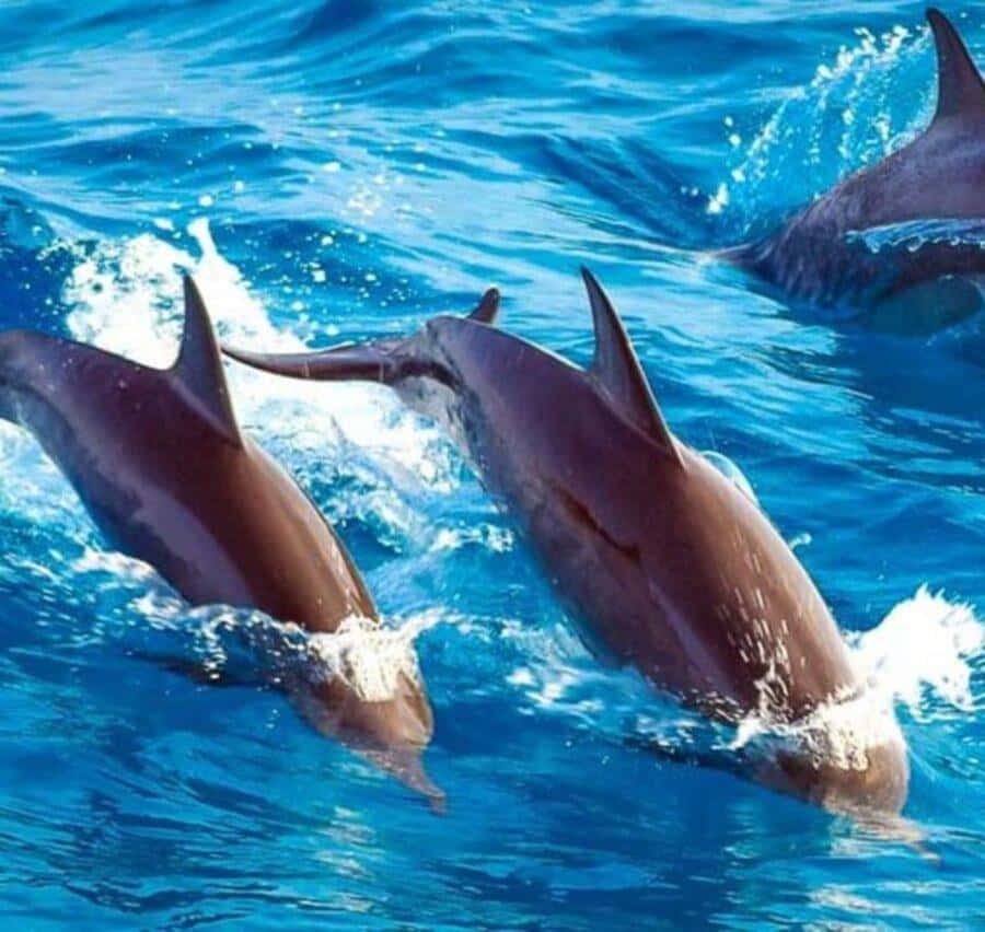 Mnemba island Swimming + snorkeling with dolphins adventure - At a glance: what matters most