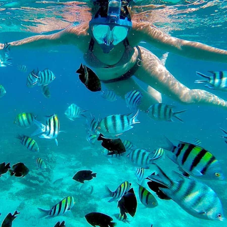 Mnemba island Swimming + snorkeling with dolphins adventure - Why Mnemba is the focus of the day