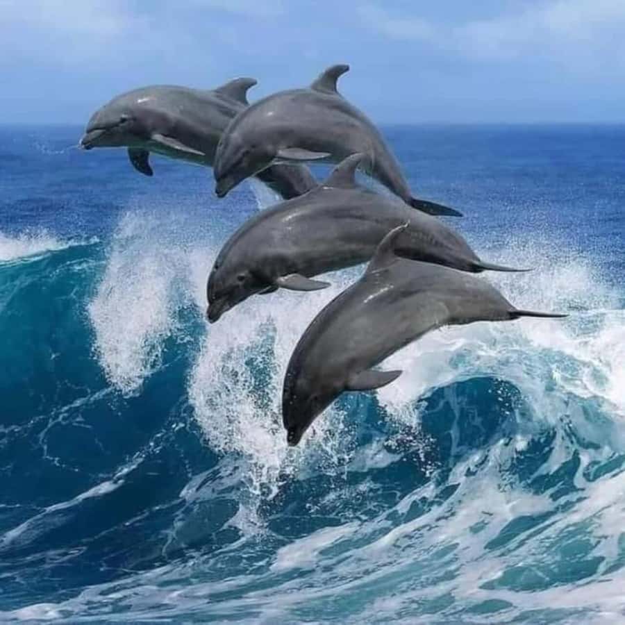 Mnemba island Swimming + snorkeling with dolphins adventure - Three hours around Mnemba Island