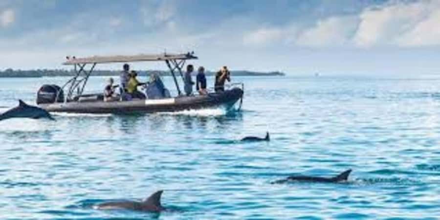 Mnemba island Swimming + snorkeling with dolphins adventure - Swimming with dolphins near Mnemba